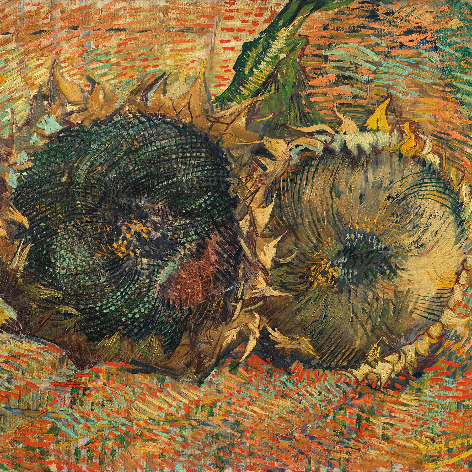 Vincent van Gogh, Verblühte Sonnenblumen 